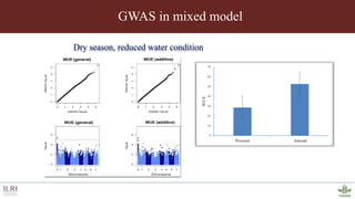Genotyping by sequencing provides new insights into the molecular genetic diversity of Napier grass collections and identified candidate genes associated with important forage traits