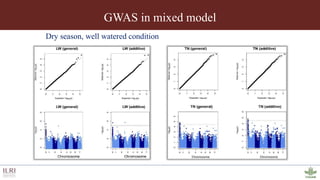 Genotyping by sequencing provides new insights into the molecular genetic diversity of Napier grass collections and identified candidate genes associated with important forage traits