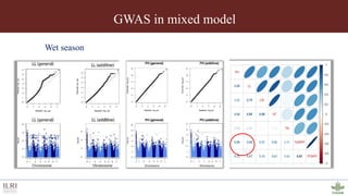 Genotyping by sequencing provides new insights into the molecular genetic diversity of Napier grass collections and identified candidate genes associated with important forage traits