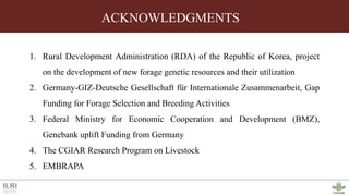 Genotyping by sequencing provides new insights into the molecular genetic diversity of Napier grass collections and identified candidate genes associated with important forage traits