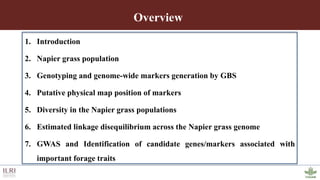 Genotyping by sequencing provides new insights into the molecular genetic diversity of Napier grass collections and identified candidate genes associated with important forage traits