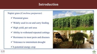 Genotyping by sequencing provides new insights into the molecular genetic diversity of Napier grass collections and identified candidate genes associated with important forage traits