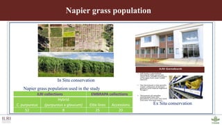Genotyping by sequencing provides new insights into the molecular genetic diversity of Napier grass collections and identified candidate genes associated with important forage traits