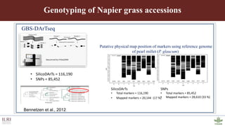 Genotyping by sequencing provides new insights into the molecular genetic diversity of Napier grass collections and identified candidate genes associated with important forage traits