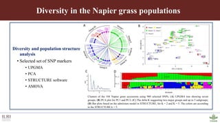 Genotyping by sequencing provides new insights into the molecular genetic diversity of Napier grass collections and identified candidate genes associated with important forage traits