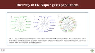 Genotyping by sequencing provides new insights into the molecular genetic diversity of Napier grass collections and identified candidate genes associated with important forage traits
