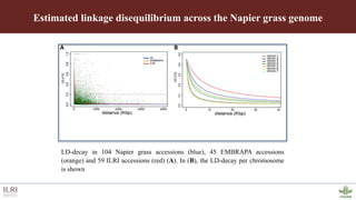 Genotyping by sequencing provides new insights into the molecular genetic diversity of Napier grass collections and identified candidate genes associated with important forage traits