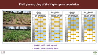 Genotyping by sequencing provides new insights into the molecular genetic diversity of Napier grass collections and identified candidate genes associated with important forage traits