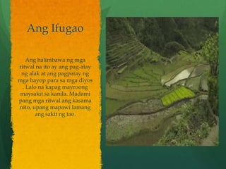 Ang Ifugao

    Ang halimbawa ng mga
ritwal na ito ay ang pag-alay
 ng alak at ang pagpatay ng
mga hayop para sa mga diyos
  . Lalo na kapag mayroong
maysakit sa kanila. Madami
pang mga ritwal ang kasama
nito, upang mapawi lamang
       ang sakit ng tao.
 