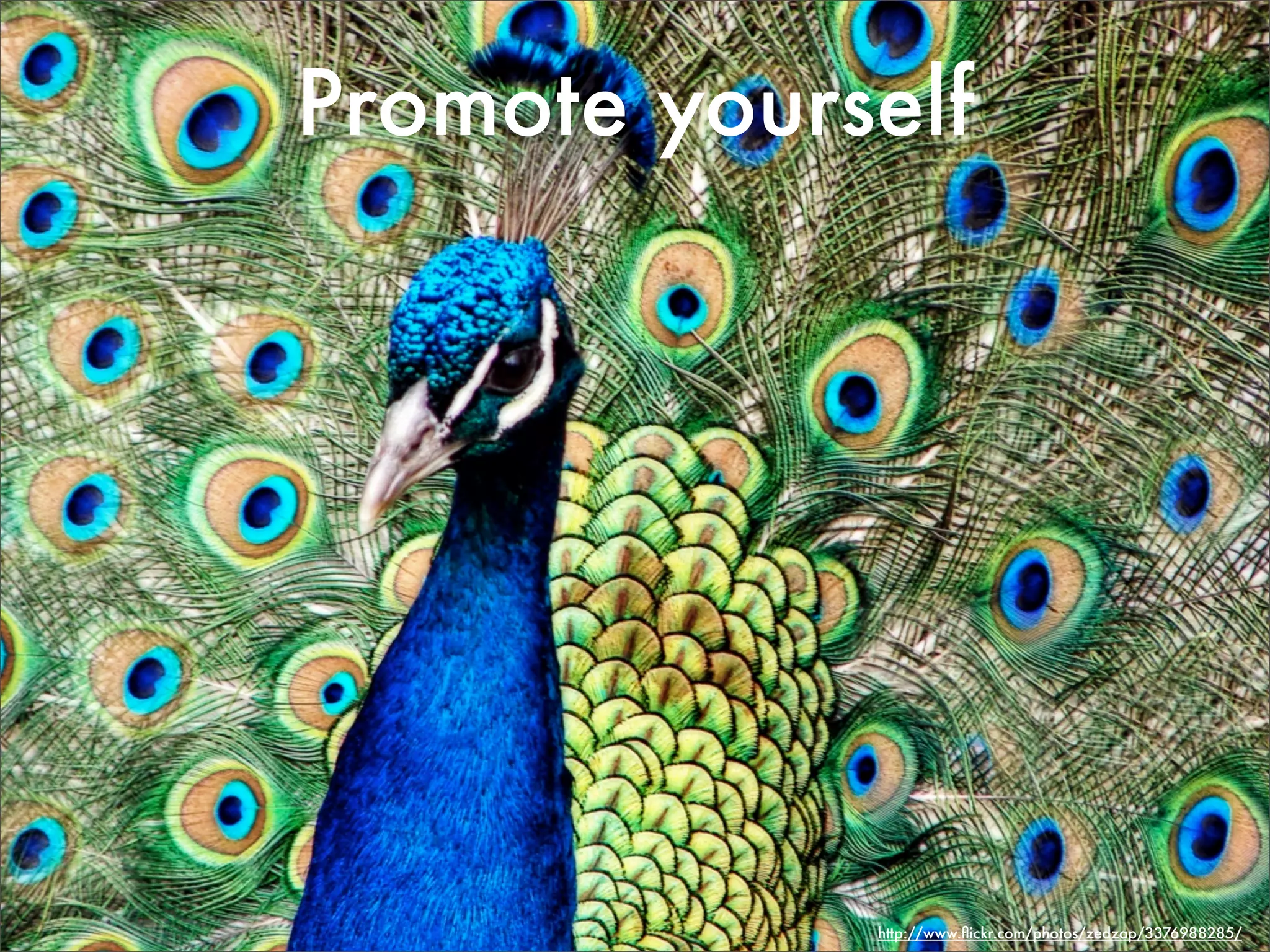 Promote yourself




             http://www.ﬂickr.com/photos/zedzap/3376988285/
 