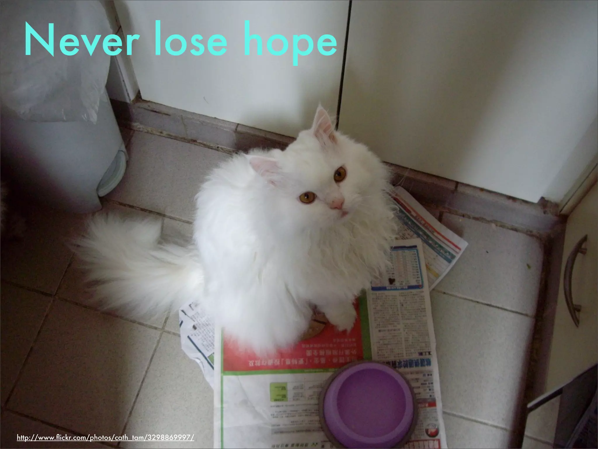 Never lose hope




http://www.ﬂickr.com/photos/cath_tam/3298869997/
 