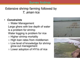 Integrated Aqua-Agricultural Production Systems in the Brackish Water Zones of Bangladesh
