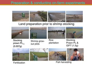 Integrated Aqua-Agricultural Production Systems in the Brackish Water Zones of Bangladesh
