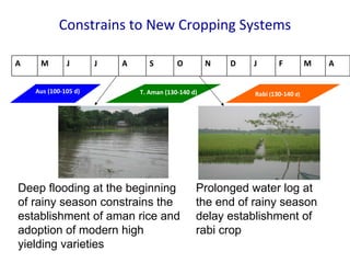 Improving Drainage is Crucial for Cropping Intensification in the Poldered Coastal Zones of Bangladesh
