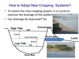 Improving Drainage is Crucial for Cropping Intensification in the Poldered Coastal Zones of Bangladesh