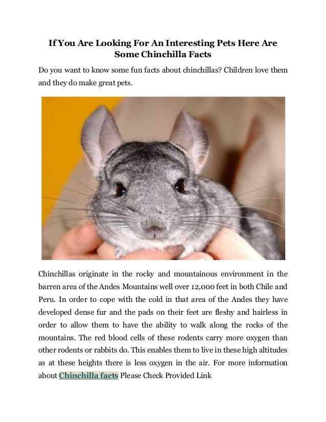 If You Are Looking For An Interesting Pets Here Are Some Chinchilla F…