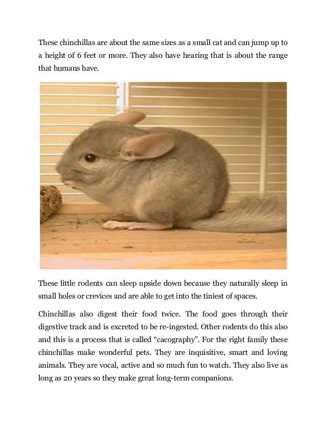 If You Are Looking For An Interesting Pets Here Are Some Chinchilla F…