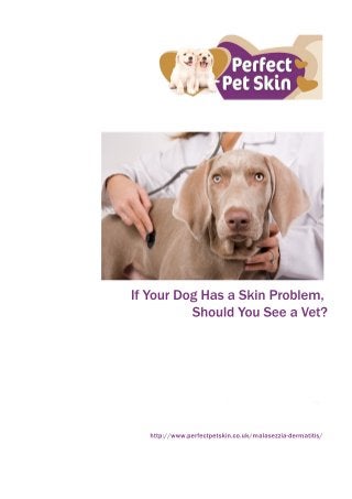 IfYourDogHasaSkinProblem,
ShouldYouSeeaVet?
http://www.perfectpetskin.co.uk/malasezzia-dermatitis/
 