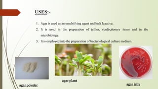 USES:-
1. Agar is used as an emulsifying agent and bulk laxative.
2. It is used in the preparation of jellies, confectionery items and in the
microbiology.
3. It is employed into the preparation of bacteriological culture medium.
agar powder
agar plant
agar jelly
 