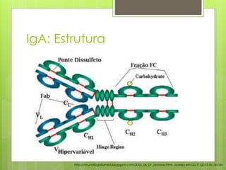 IgA: Estrutura
http://imunologiafamed.blogspot.com/2005_06_01_archive.html, acesso em 02/11/2015 às 16:05h
 