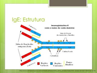 IgE: Estrutura
http://www.asmabronquica.com.br/medical/tratamento_asma_omalizumabe.html, acesso em 02/11/2015 às 16:10h
 