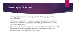 Mezengiyal Klerens
 Mezangiyal IgA birikimi her zaman glomerüler inflamasyon gelişimi ile
sonuçlanmayabilir.
 IgAN tanısı olmayan böbrek nakli alıcılarına yanlışlıkla IgA nefropatisi olan
vericilerden böbrek nakli yapıldığında mezangial IgA birikimlerinin ortadan
kaybolduğu görülmüştür.
 IgA’ nın mezangial hücre reseptörlerine uygun şekilde bağlanamaması yüzünden
IgA klerensinin gerçekleşememesi ve sonuçta IgA birikerek bu durumun
glomerüler hasar ile sonuçlanması mümkündür.
 