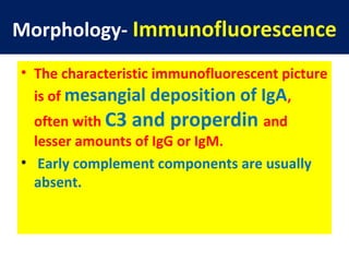 Morphology- Immunofluorescence
• The characteristic immunofluorescent picture
is of mesangial deposition of IgA,
often with C3 and properdin and
lesser amounts of IgG or IgM.
• Early complement components are usually
absent.
 