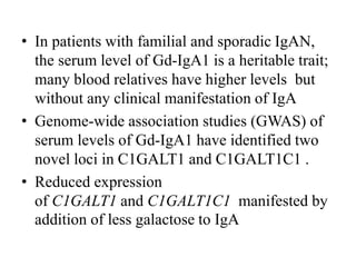 • In patients with familial and sporadic IgAN,
the serum level of Gd-IgA1 is a heritable trait;
many blood relatives have higher levels but
without any clinical manifestation of IgA
• Genome-wide association studies (GWAS) of
serum levels of Gd-IgA1 have identified two
novel loci in C1GALT1 and C1GALT1C1 .
• Reduced expression
of C1GALT1 and C1GALT1C1 manifested by
addition of less galactose to IgA
 