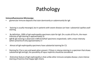 Pathology
Immunofluorescence Microscopy:
• glomerular immune deposits that stain dominantly or codominantly for IgA
• Staining is usually mesangial, but in patients with severe disease can have substantial capillary wall
staining.
• By definition, 100% of IgA nephropathy specimens stain for IgA. On a scale of 0 to 4+, the mean
intensity of IgA staining is approximately 3+
• IgM & IgG staining is observed in 84% & 62%of specimens respectively with a mean intensity
(when present) of only approximately 1+
• Almost all IgA nephropathy specimens have substantial staining for C3.
• Staining for C1q is rare and weak when present. If there is intense staining in a specimen that shows
substantial IgA and IgG, the possibility of lupus nephritis should be considered.
• Distinctive feature of IgA nephropathy is that unlike other immune complex disease ,more intense
staining of Gamma than Kappa light chains
 