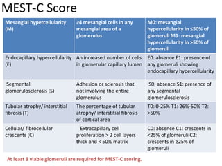 MEST-C Score
Mesangial hypercellularity
(M)
≥4 mesangial cells in any
mesangial area of a
glomerulus
M0: mesangial
hypercellularity in ≤50% of
glomeruli M1: mesangial
hypercellularity in >50% of
glomeruli
Endocapillary hypercellularity
(E)
An increased number of cells
in glomerular capillary lumen
E0: absence E1: presence of
any glomeruli showing
endocapillary hypercellularity
Segmental
glomerulosclerosis (S)
Adhesion or sclerosis that
not involving the entire
glomerulus
S0: absence S1: presence of
any segmental
glomerulosclerosis
Tubular atrophy/ interstitial
fibrosis (T)
The percentage of tubular
atrophy/ interstitial fibrosis
of cortical area
T0: 0-25% T1: 26%-50% T2:
>50%
Cellular/ fibrocellular
crescents (C)
Extracapillary cell
proliferation > 2 cell layers
thick and < 50% matrix
C0: absence C1: crescents in
<25% of glomeruli C2:
crescents in ≥25% of
glomeruli
At least 8 viable glomeruli are required for MEST-C scoring.
 
