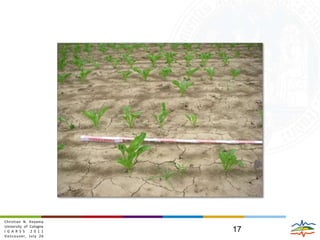 The retrieval algorithm is suitable to account for varying effects of vegetation and thatch