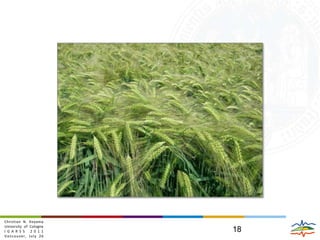 The thatch layer is the major source of attenuation