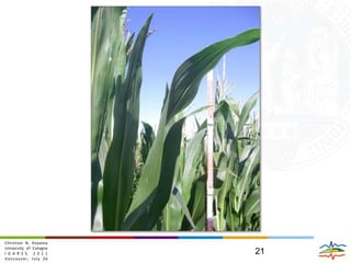 2009-07-212009-07-212009-07-212004000MetersChristian N. KoyamaUniversity of CologneIGARSS 2011Vancouver, July 26Dual-pol Pauli-RGB(R = C22 /G = C11-2xC12r+C22 /B = C11)