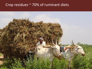 Integrated crop livestock systems:A key to sustainable intensification in Africa