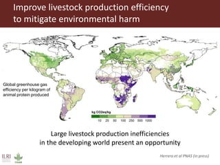 Integrated crop livestock systems:A key to sustainable intensification in Africa