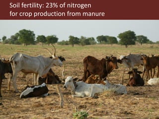 Integrated crop livestock systems:A key to sustainable intensification in Africa