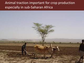 Integrated crop livestock systems:A key to sustainable intensification in Africa