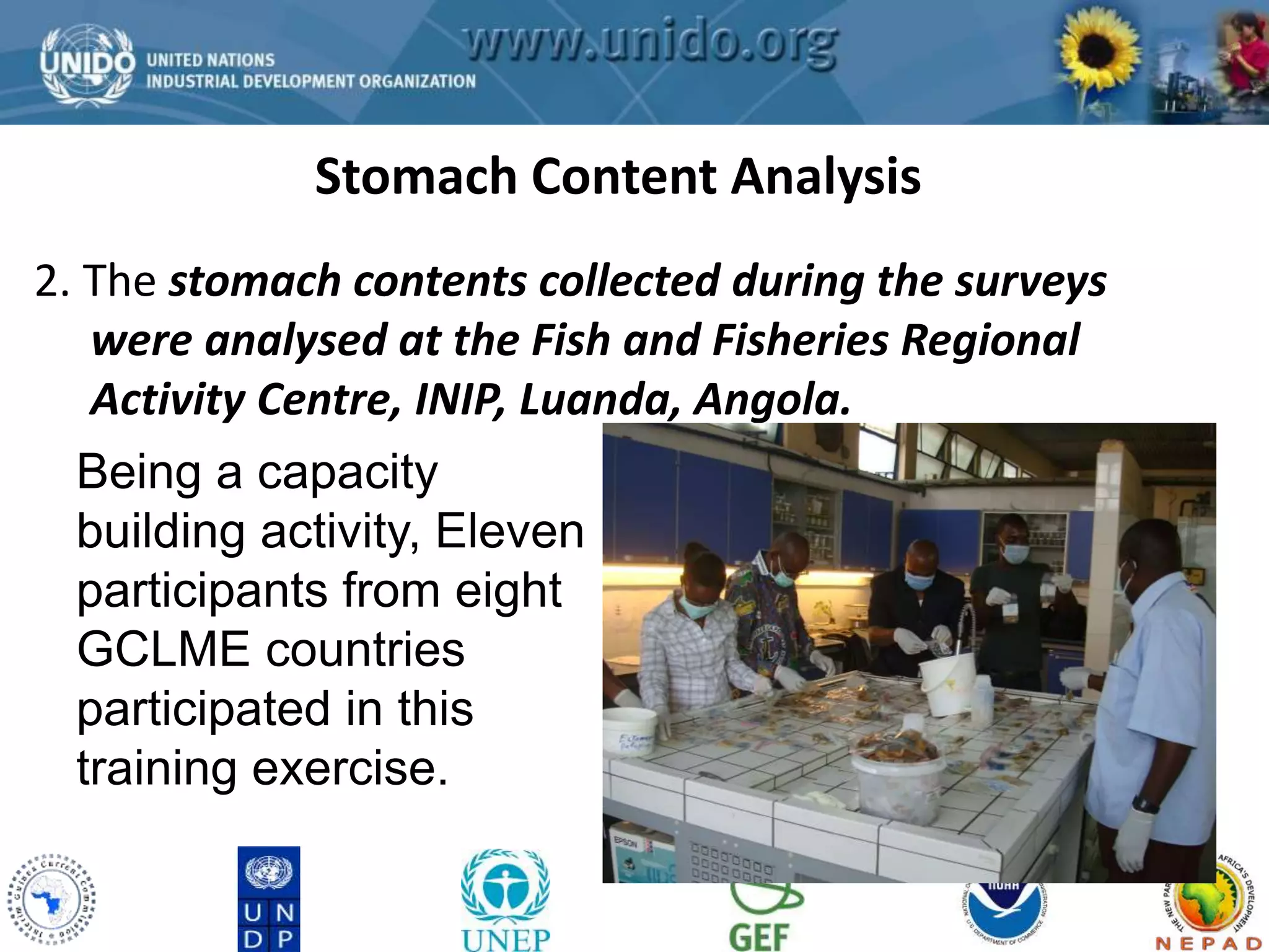 GCLME Project 
Stomach Content Analysis 
2. The stomach contents collected during the surveys 
were analysed at the Fish and Fisheries Regional 
Activity Centre, INIP, Luanda, Angola. 
Being a capacity 
building activity, Eleven 
participants from eight 
GCLME countries 
participated in this 
training exercise. 
 