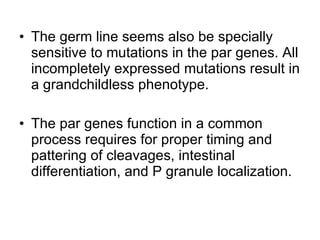 The germ line seems also be specially sensitive to mutations in the par genes. All incompletely expressed mutations result in a grandchildless phenotype.  The par genes function in a common process requires for proper timing and pattering of cleavages, intestinal differentiation, and P granule localization. 