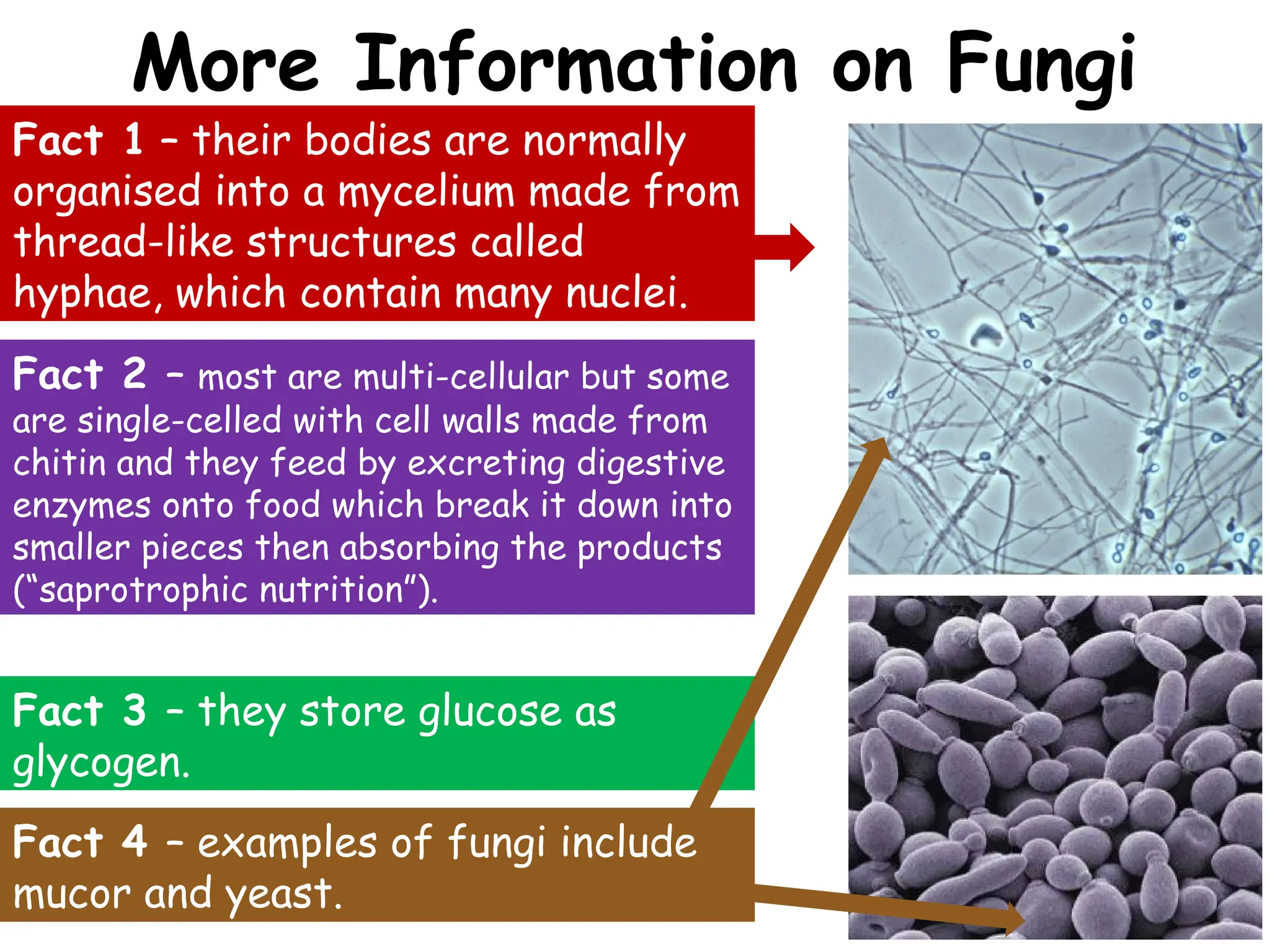 iGCSE-EdExcel-9-1-Biology-topic-1---The-Nature-and-Variety-of-Living ...