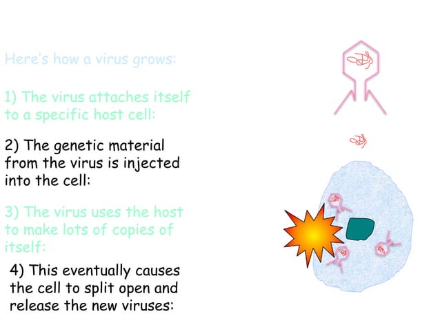 iGCSE-EdExcel-9-1-Biology-topic-1---The-Nature-and-Variety-of-Living ...
