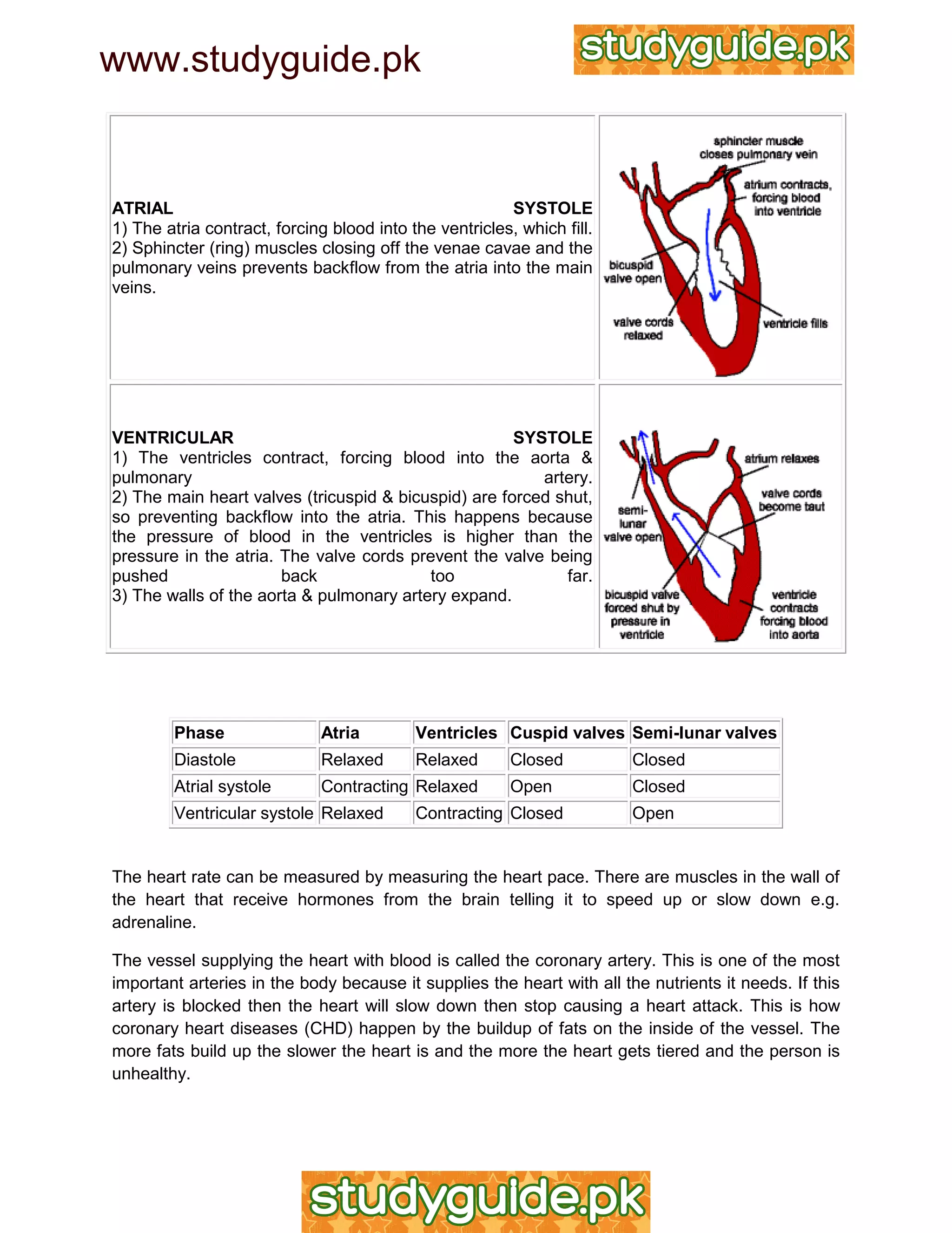 IGCSE Biology Revision Notes | PDF