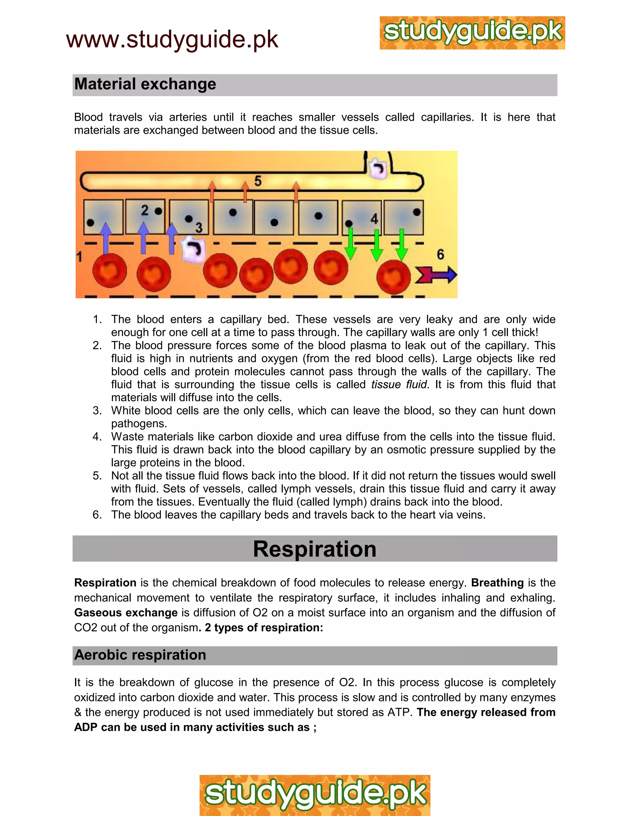 IGCSE Biology Revision Notes | PDF