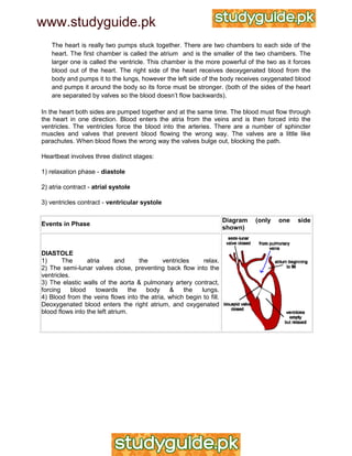 IGCSE Biology Revision Notes | PDF