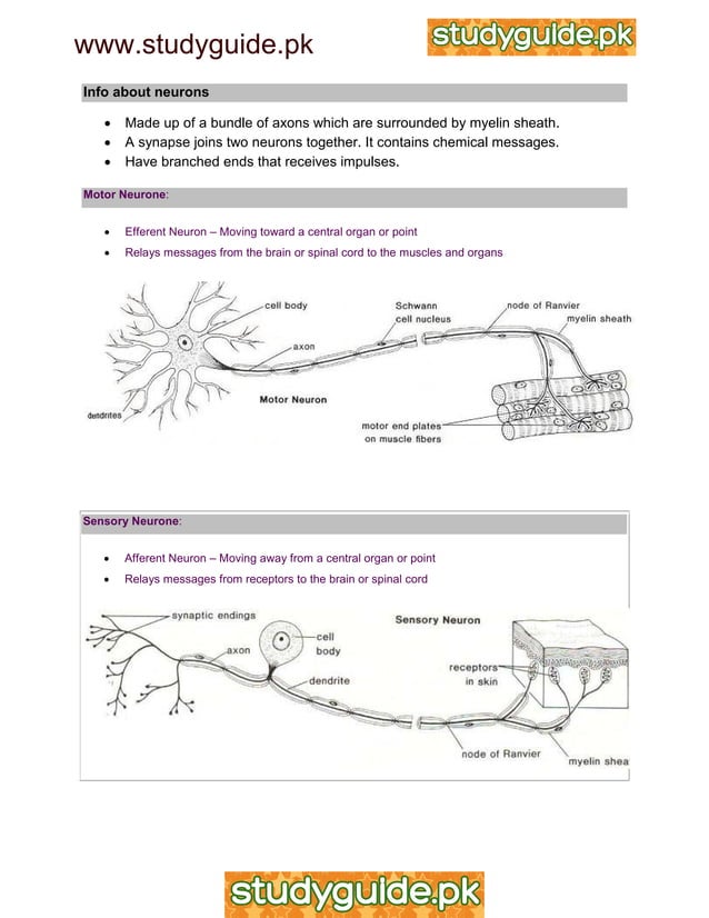 IGCSE Biology Revision Notes | PDF
