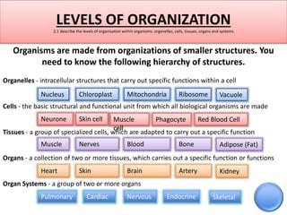 LEVELS OF ORGANIZATION 
2.1 describe the levels of organisation within organisms: organelles, cells, tissues, organs and systems. 
Organisms are made from organizations of smaller structures. You 
need to know the following hierarchy of structures. 
Organelles - intracellular structures that carry out specific functions within a cell 
Nucleus Chloroplast Mitochondria Ribosome Vacuole 
Cells - the basic structural and functional unit from which all biological organisms are made 
Neurone Skin cell Muscle 
cell 
Tissues - a group of specialized cells, which are adapted to carry out a specific function 
Organs - a collection of two or more tissues, which carries out a specific function or functions 
Organ Systems - a group of two or more organs 
Phagocyte Red Blood Cell 
Muscle Nerves Blood Bone Adipose (Fat) 
Heart Skin Brain Artery Kidney 
Pulmonary Cardiac Nervous Endocrine Skeletal 
 