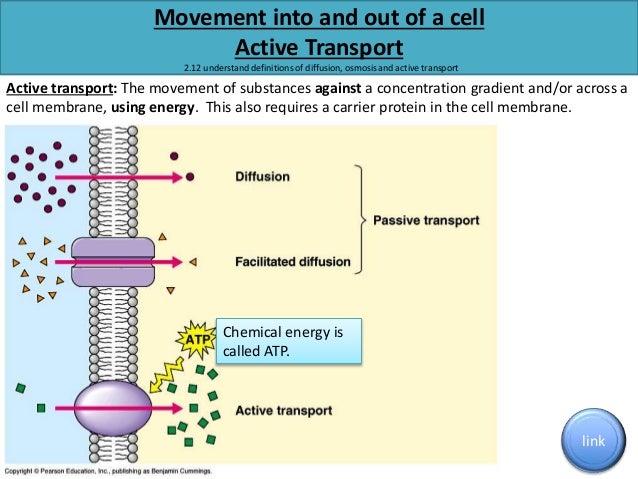 Igcse biology edexcel 2.1 2.16