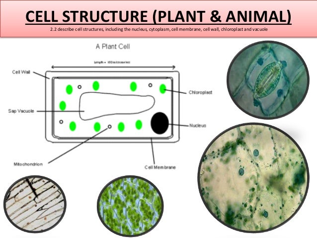 Igcse biology edexcel 2.1 2.16