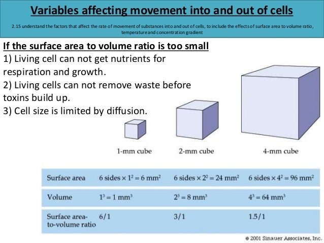 diffusion with surface area to volume Biology relationship between a cell’s surface area and volume ratio and it’s diffusion rate introduction a cell’s effectiveness is partly based on its ability to transfer substances in. diffusion with surface area to volume Biology relationship between a cell’s surface area and volume ratio and it’s diffusion rate introduction a cell’s effectiveness is partly based on its ability to transfer substances in.