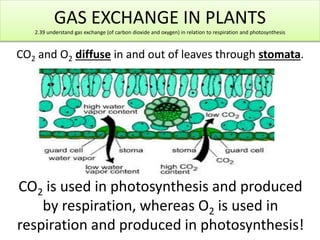 GAS EXCHANGE IN PLANTS 
2.39 understand gas exchange (of carbon dioxide and oxygen) in relation to respiration and photosynthesis 
CO2 and O2 diffuse in and out of leaves through stomata. 
CO2 is used in photosynthesis and produced 
by respiration, whereas O2 is used in 
respiration and produced in photosynthesis! 
 